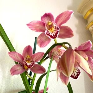 Meet your Posher, Liezl